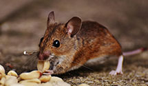 24 Hour & Emergency Exterminators in Allport, PA